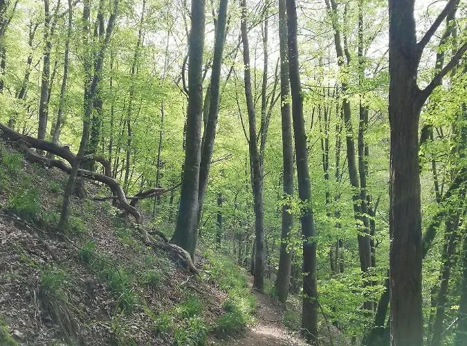 Ferienhaus Le Saint Urbain Nollevaux